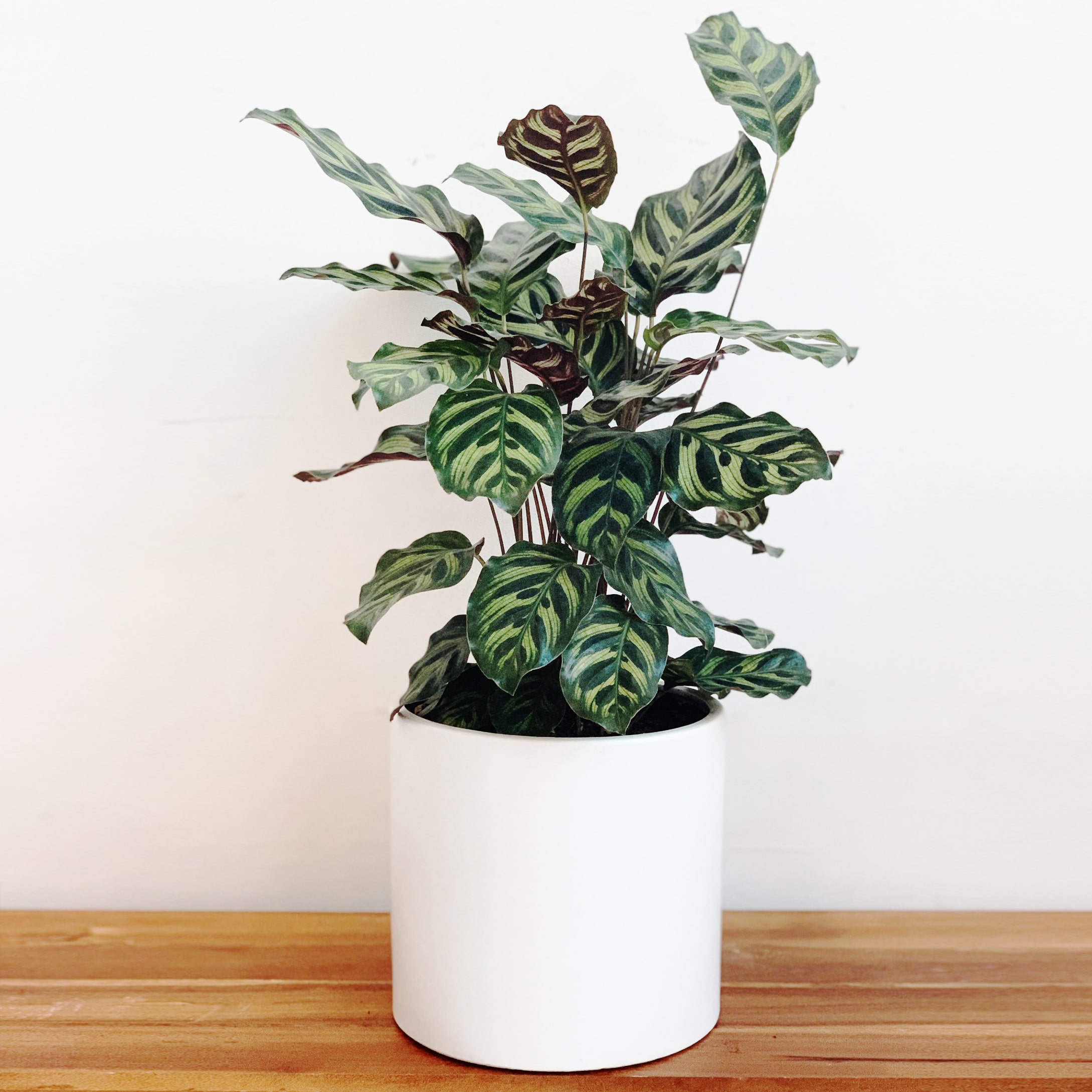 Cây đuôi công để bàn