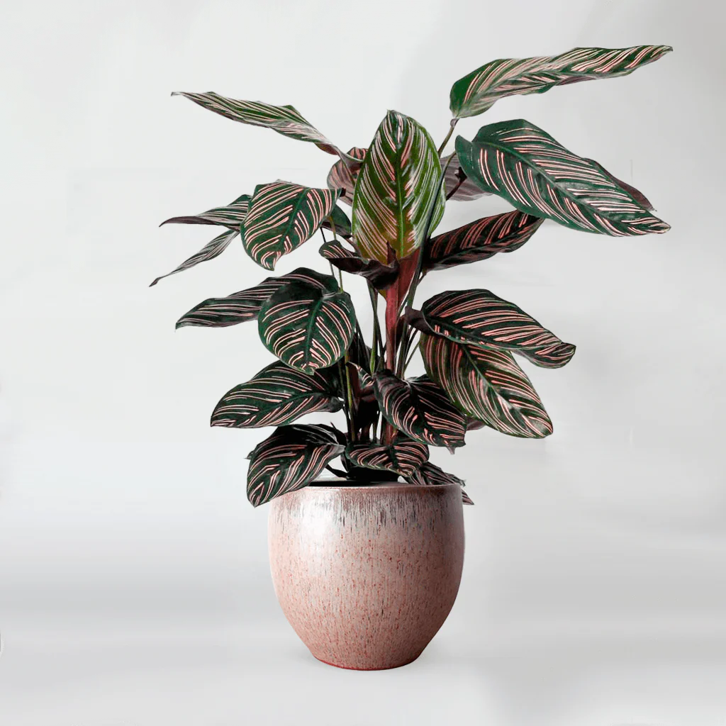 Cây đuôi công tím