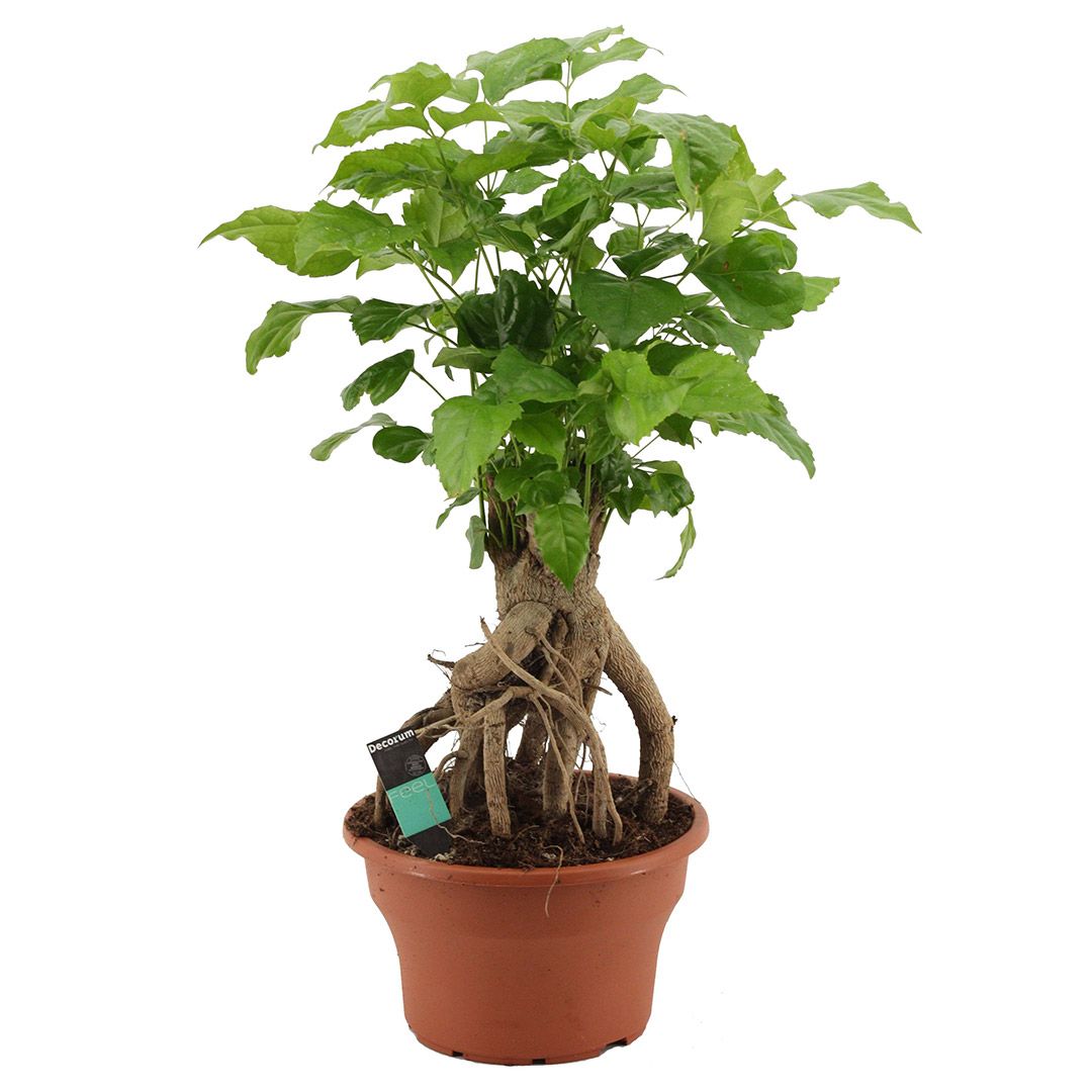 Cây hạnh phúc bonsai