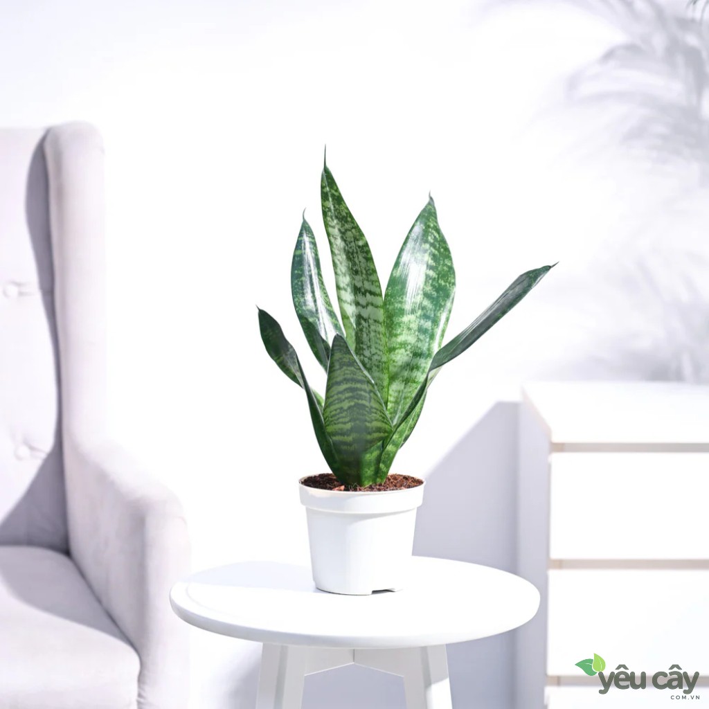 Cây lưỡi hổ xanh để bàn