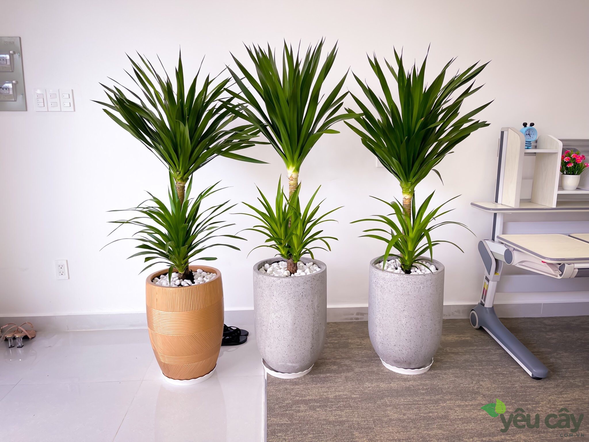 Cây phát tài núi 2 tầng