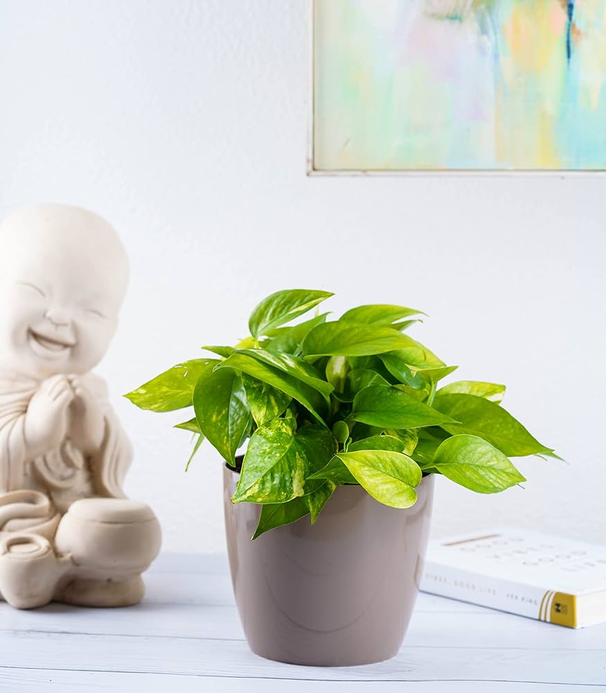 Lợi ích của cây văn phòng