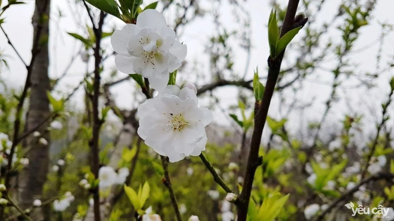 Đào bạch (bạch đào)