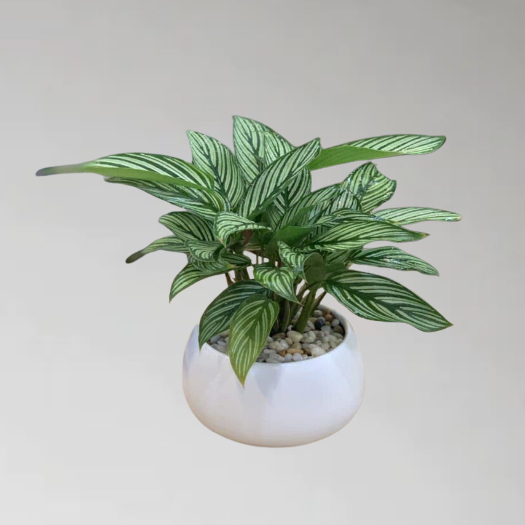 Cây đuôi công xanh