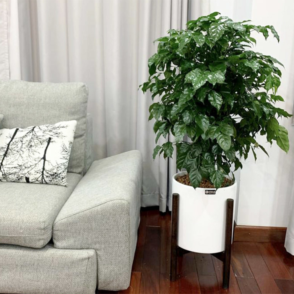 Cây hạnh phúc lớn