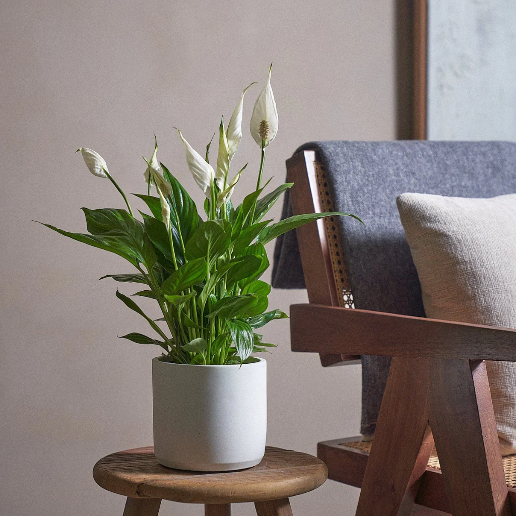 Cây Lan ý đặt trên giá