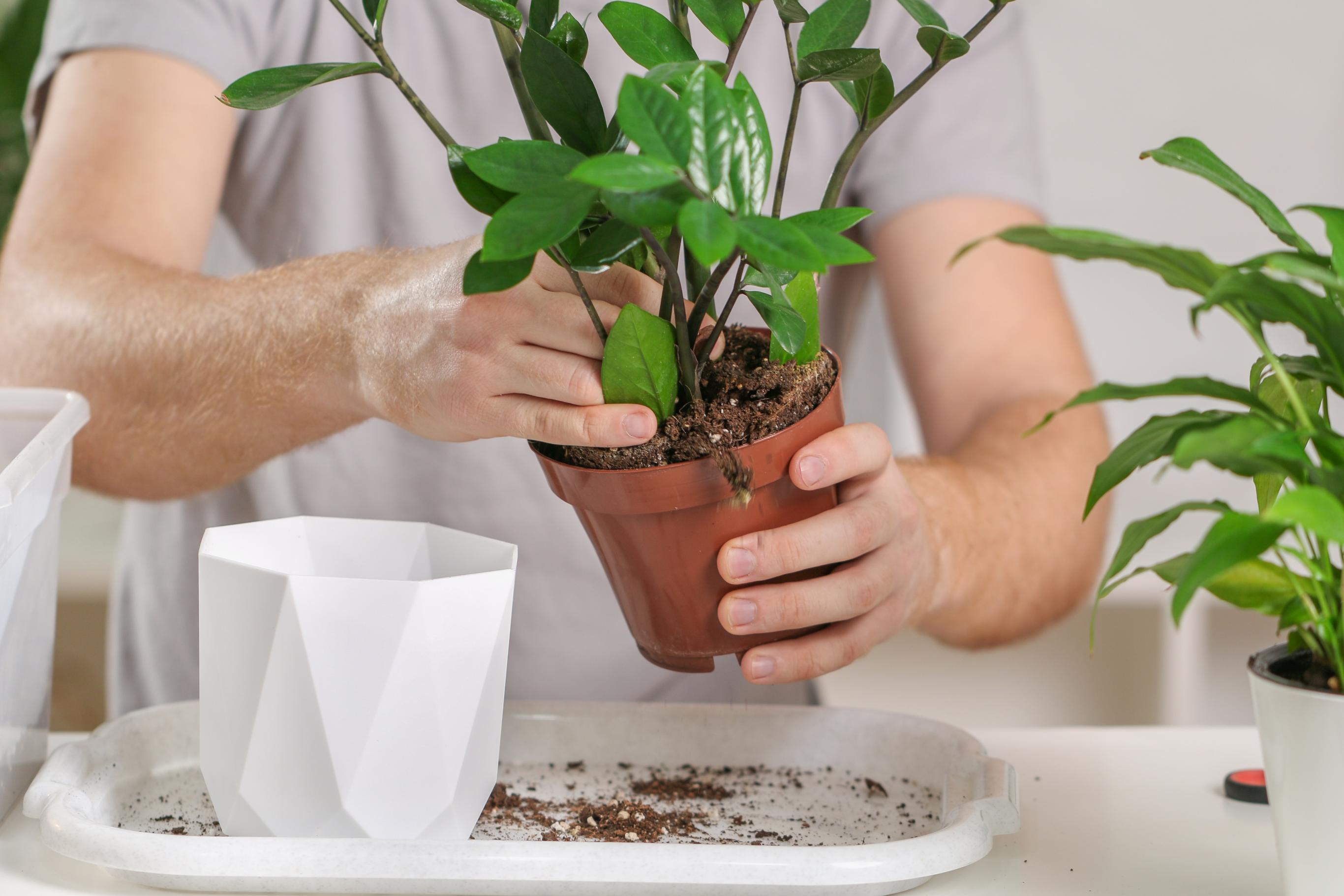 Thay chậu cho cây kim tiền