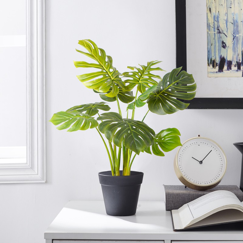 Cây trầu bà lá xẻ mini