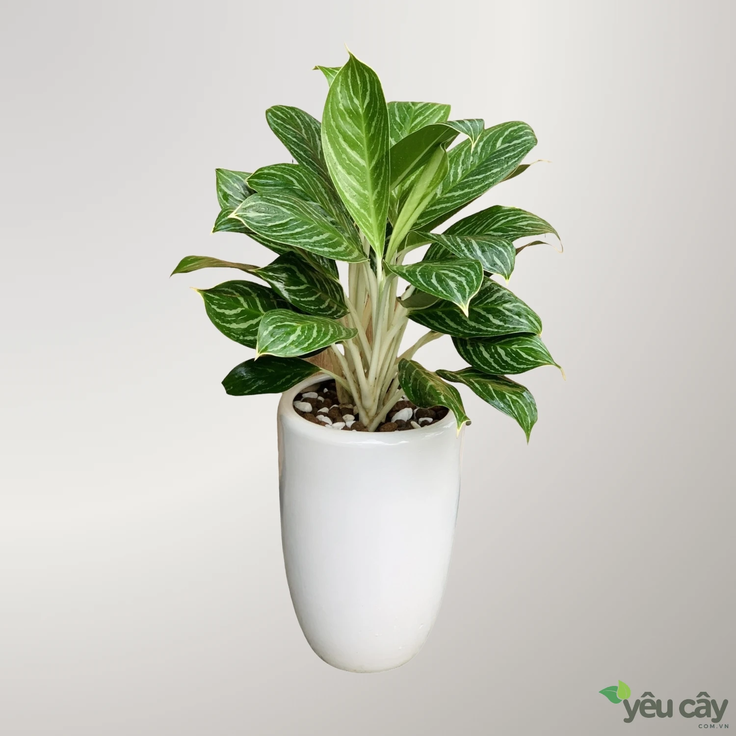 Cây bạch mã hoàng tử trang trí văn phòng