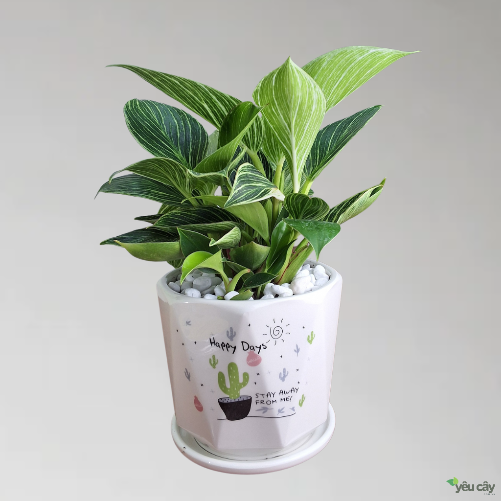 Cây trầu bà kim cương để bàn