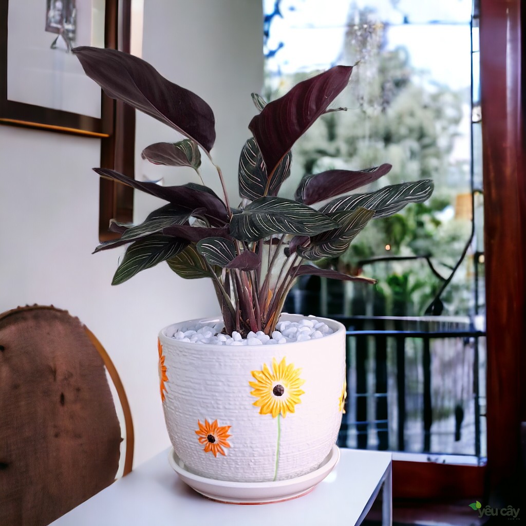 Cây đuôi công tím đẹp