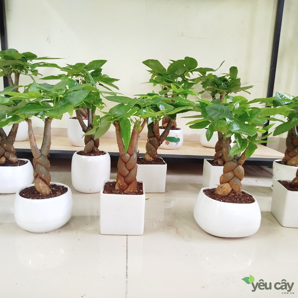 Hình ảnh cây kim ngân