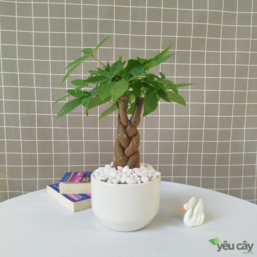 Cây kim ngân đẹp