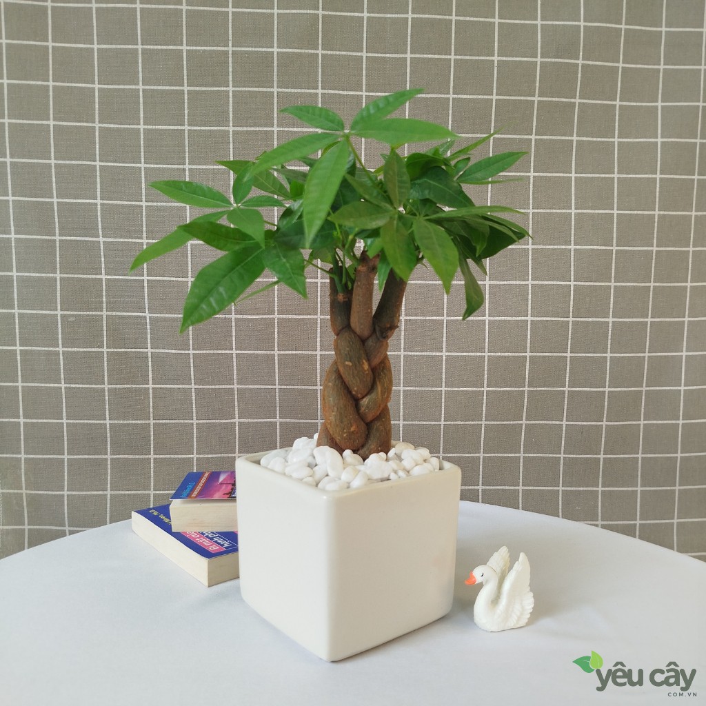 Cây kim ngân xoắn đẹp