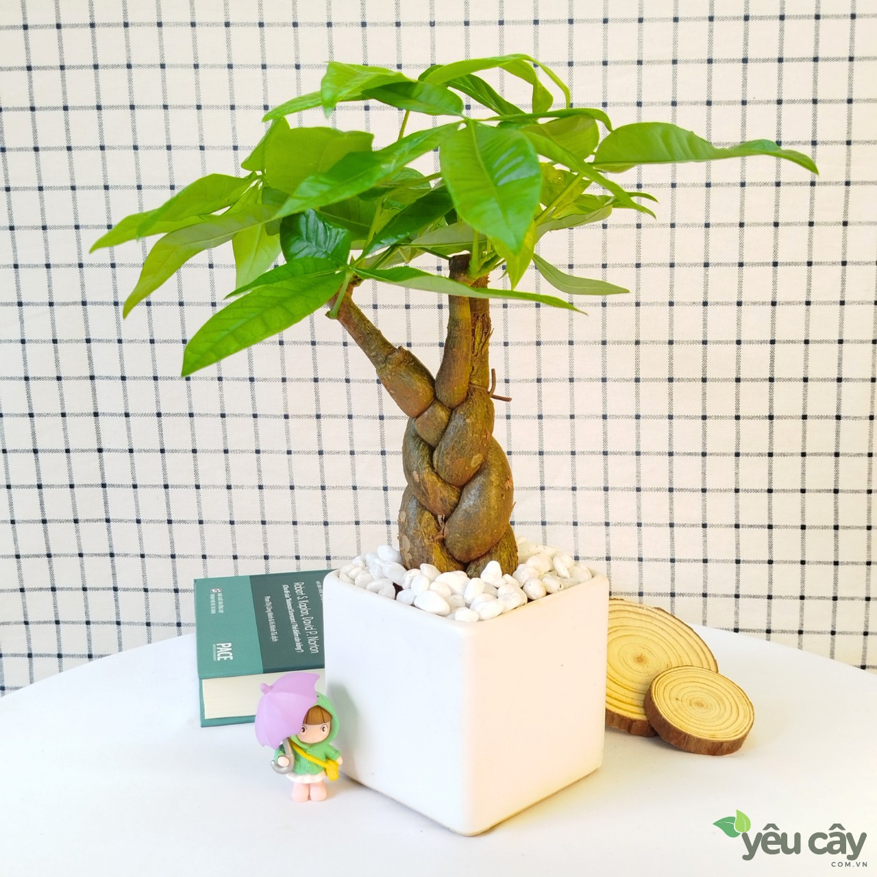 Cây kim ngân kèm chậu sứ