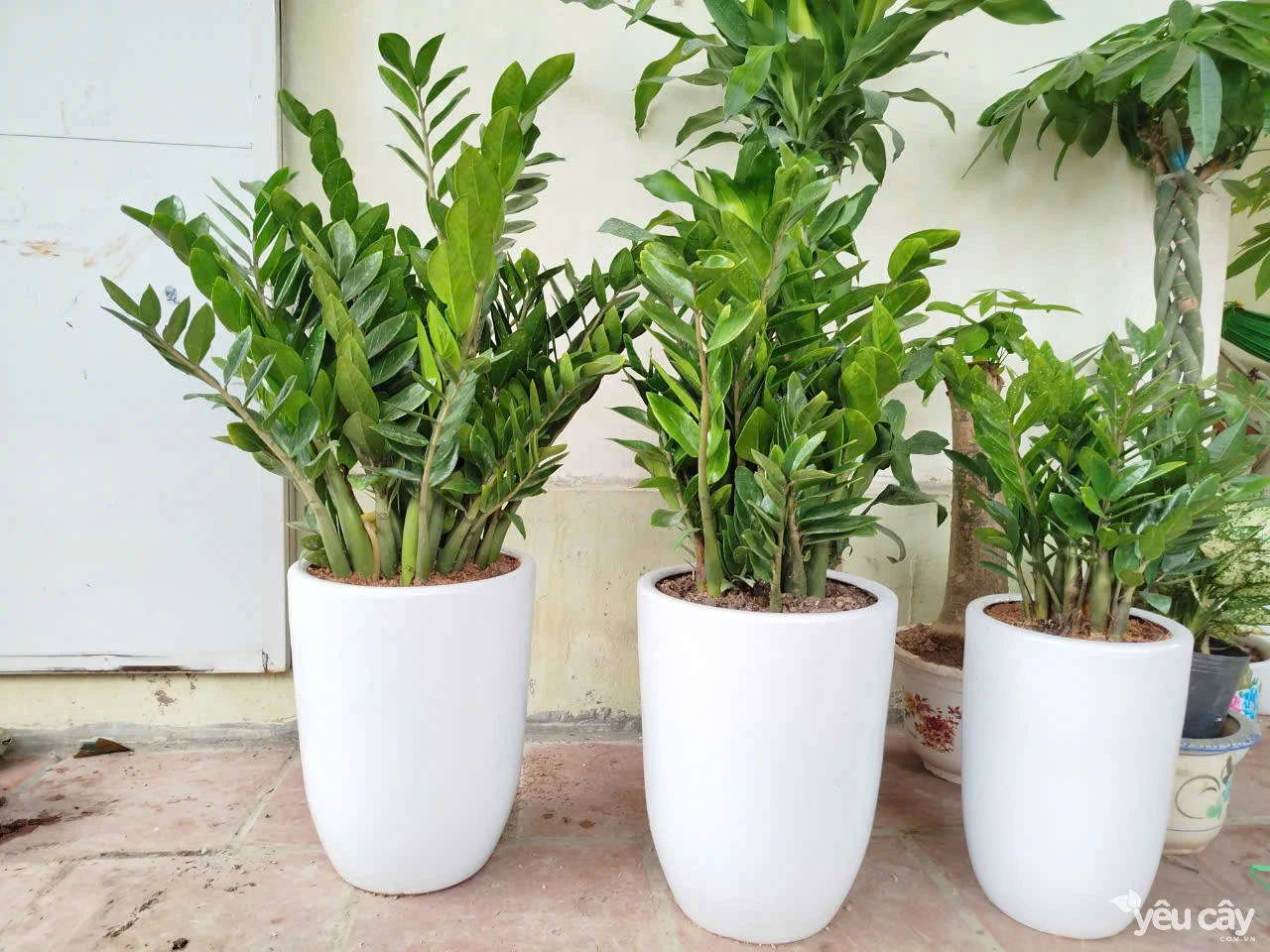 Cây kim tiền to để sàn