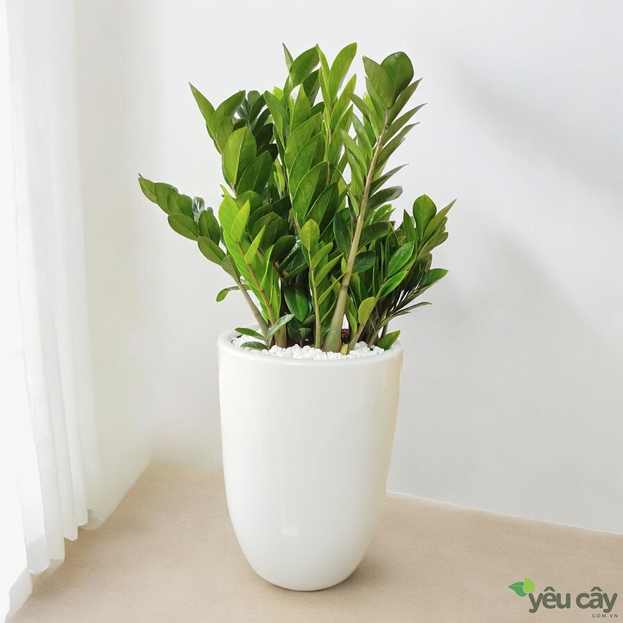 Cây thiết mộc lan