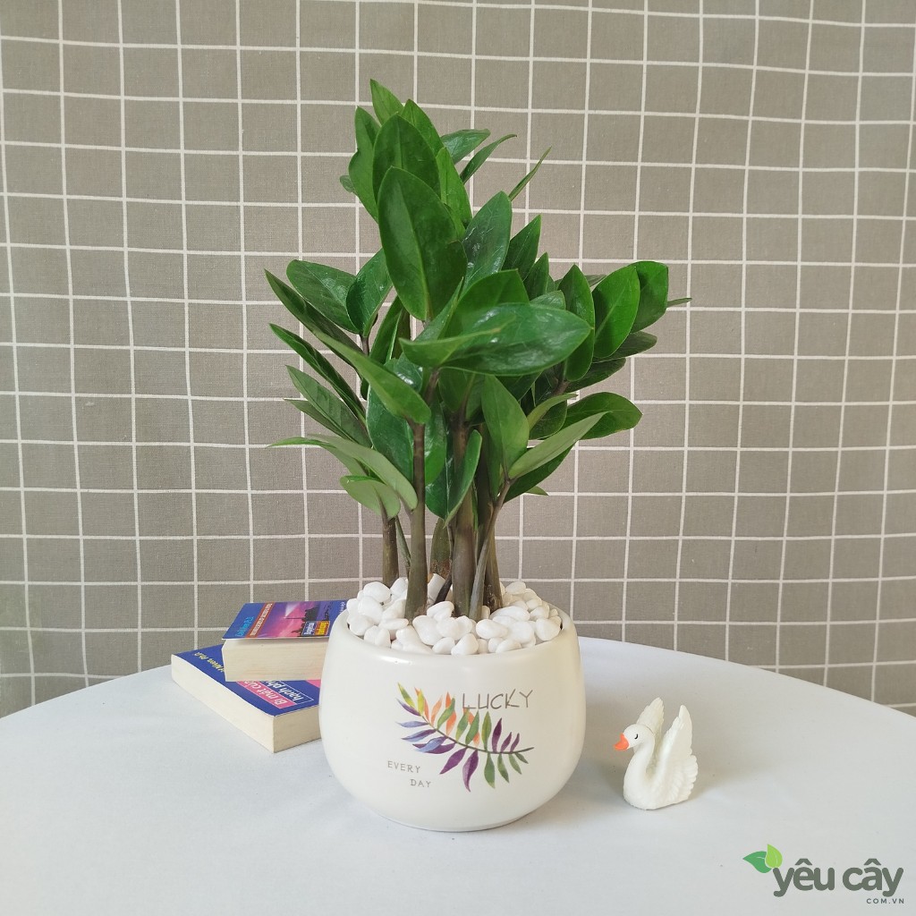 Cây kim tiền mini