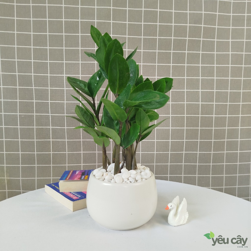 Cây kim tiền đẹp