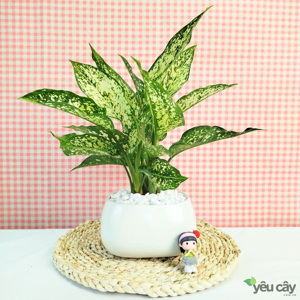 Cây ngọc ngân để bàn ăn