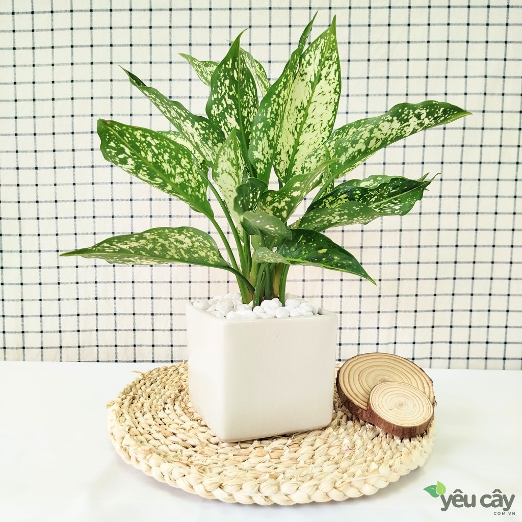 Cây ngọc ngân để bàn