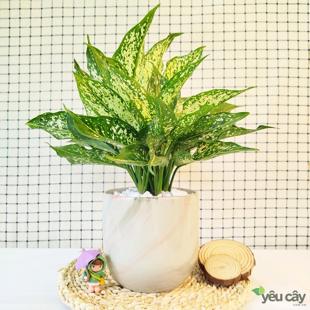 Cây ngọc ngân làm quà tặng tân gia