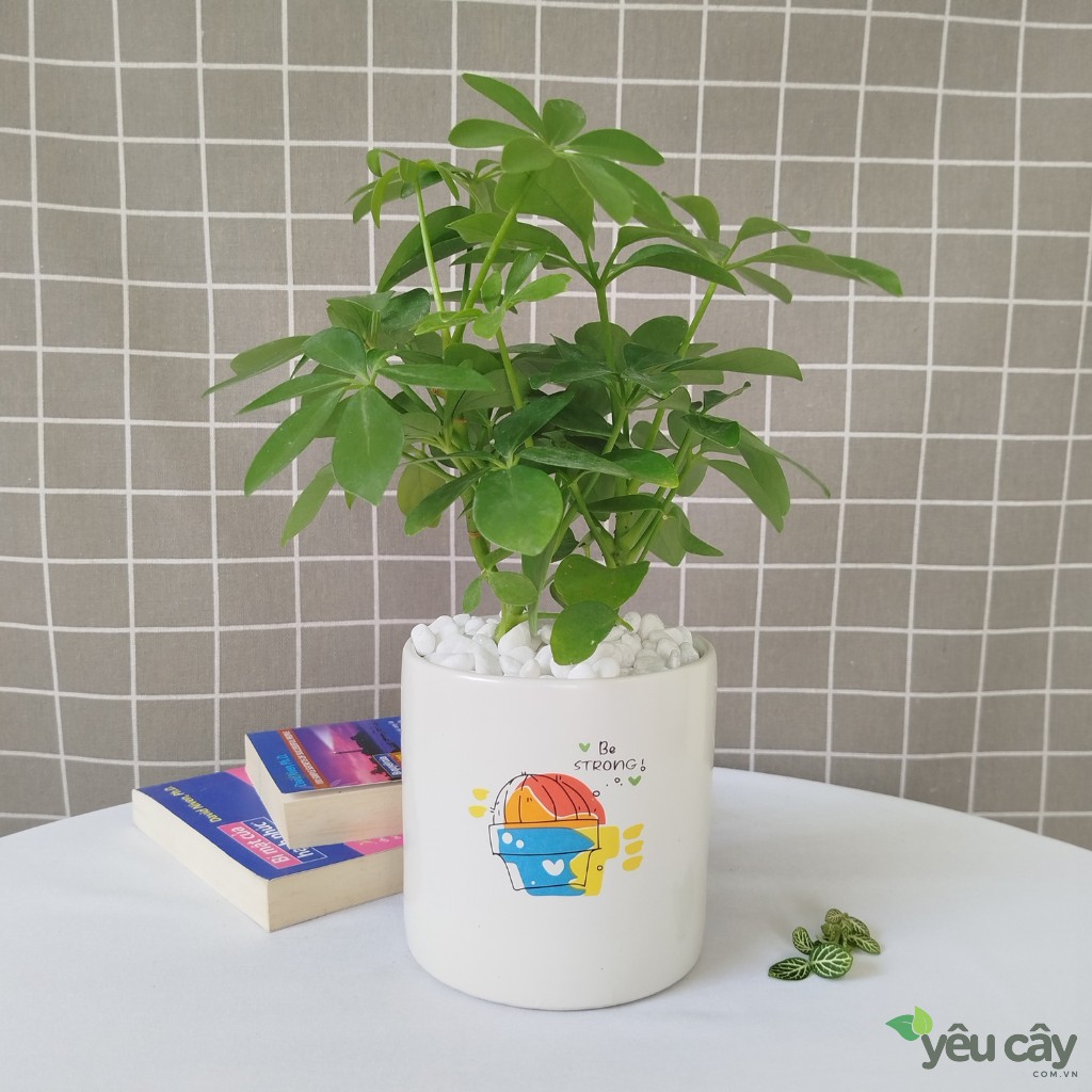 Cây ngũ gia bì làm quà tặng