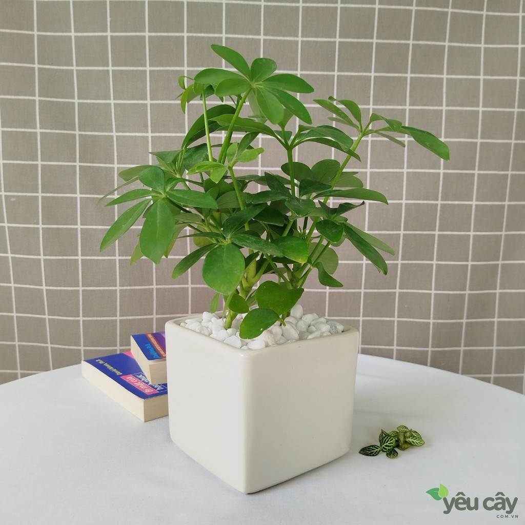 Cây ngũ gia bì mini