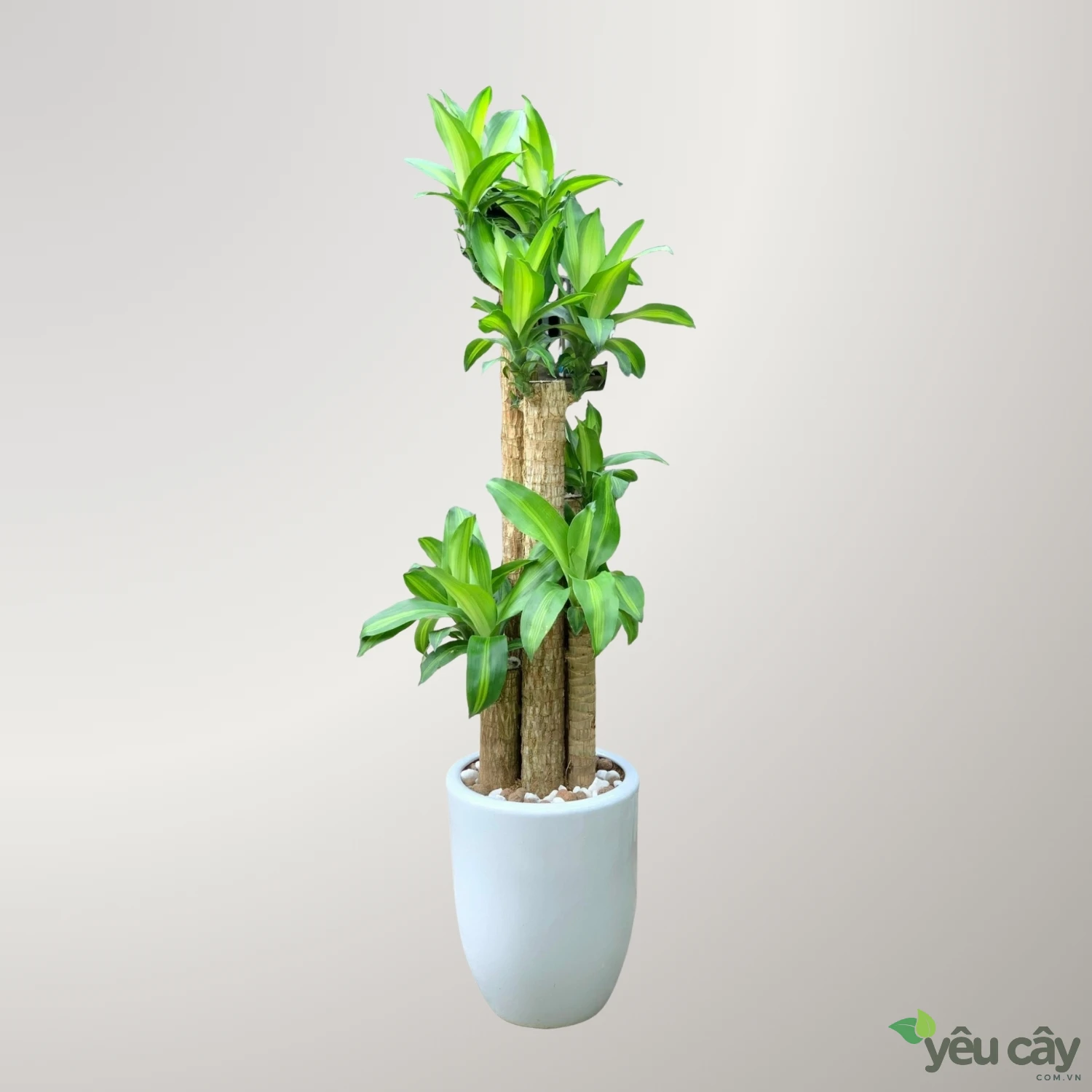 Cây thiết mộc lan