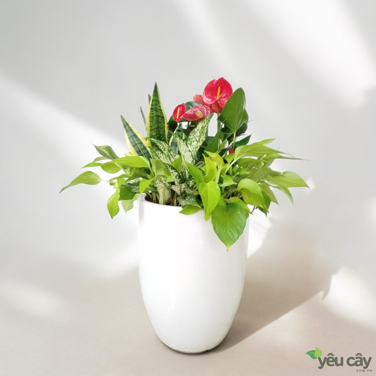 Chậu cây mix để sàn