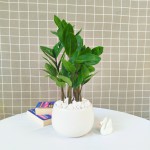 Cây Kim Tiền Để Bàn