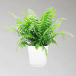 Cây Dương Xỉ Treo Tường