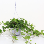 Cây Thường Xuân Treo Tường