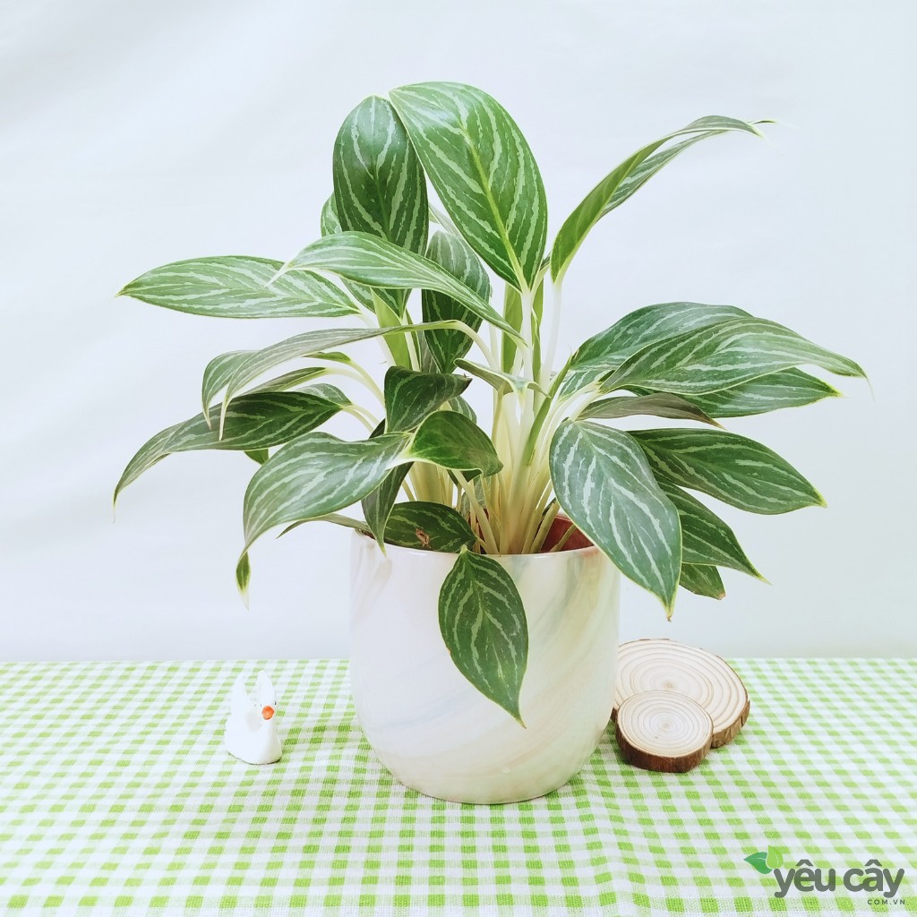 Cây Bạch Mã Hoàng Tử Để Bàn