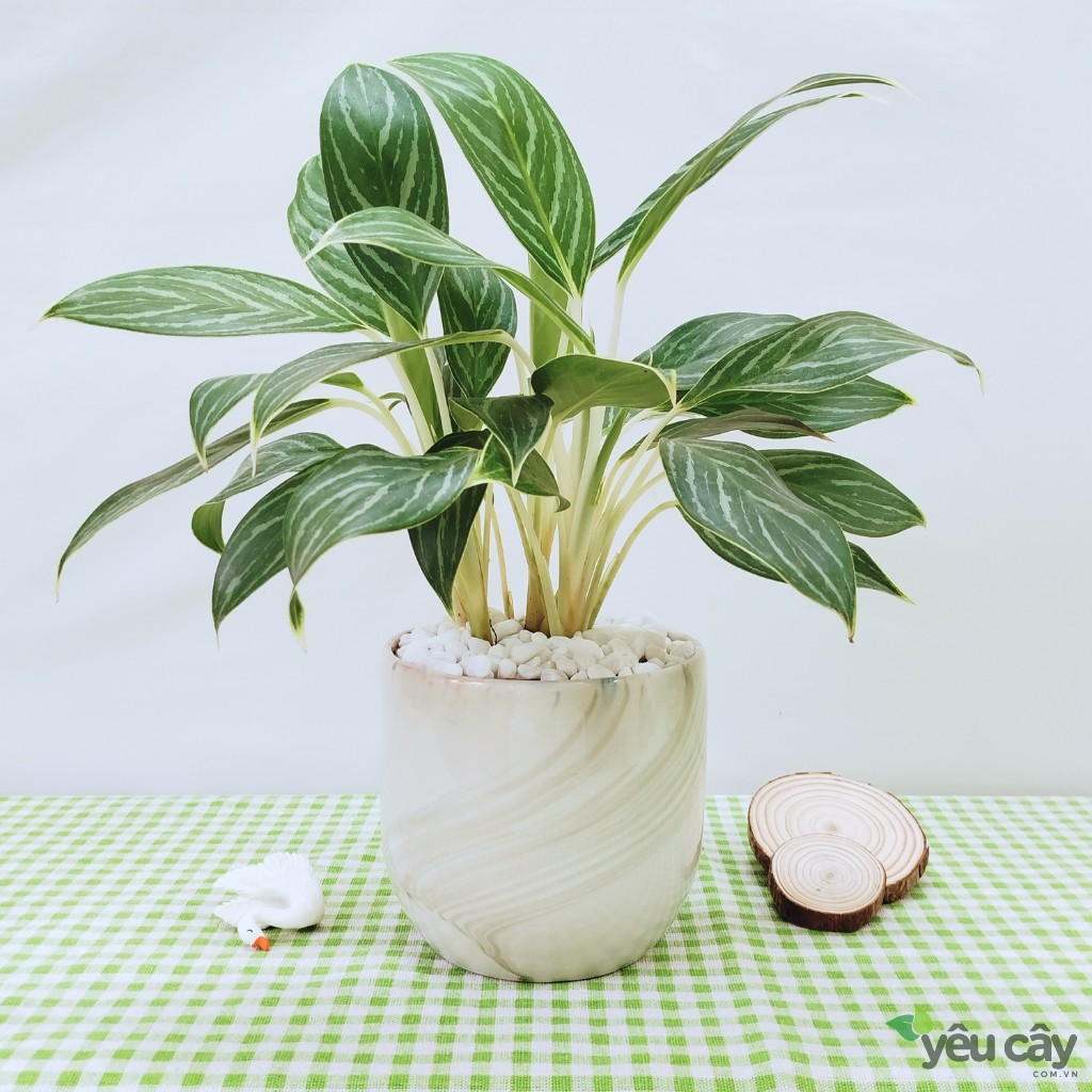 Cây Bạch Mã Hoàng Tử Để Bàn