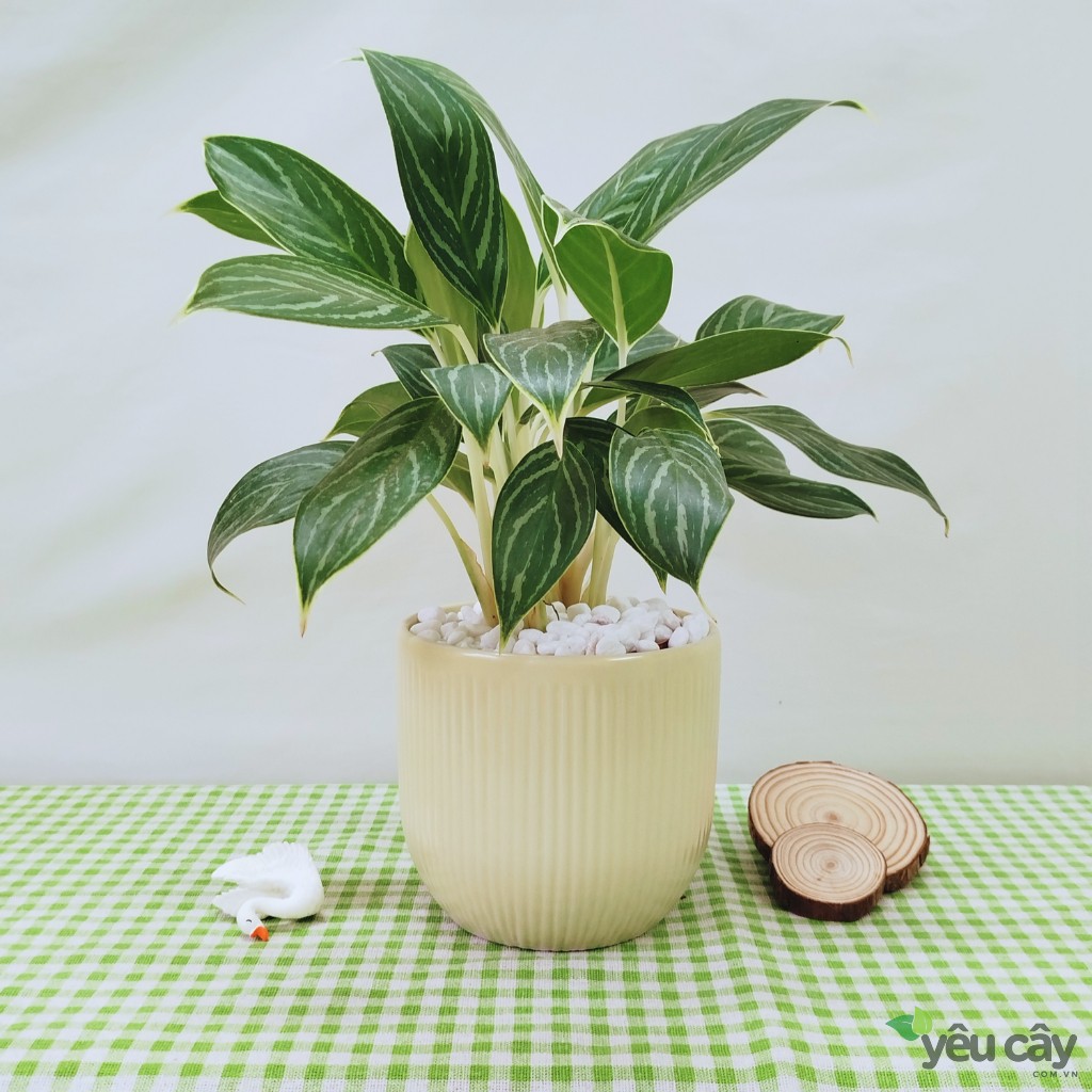 Cây Bạch Mã Hoàng Tử Để Bàn