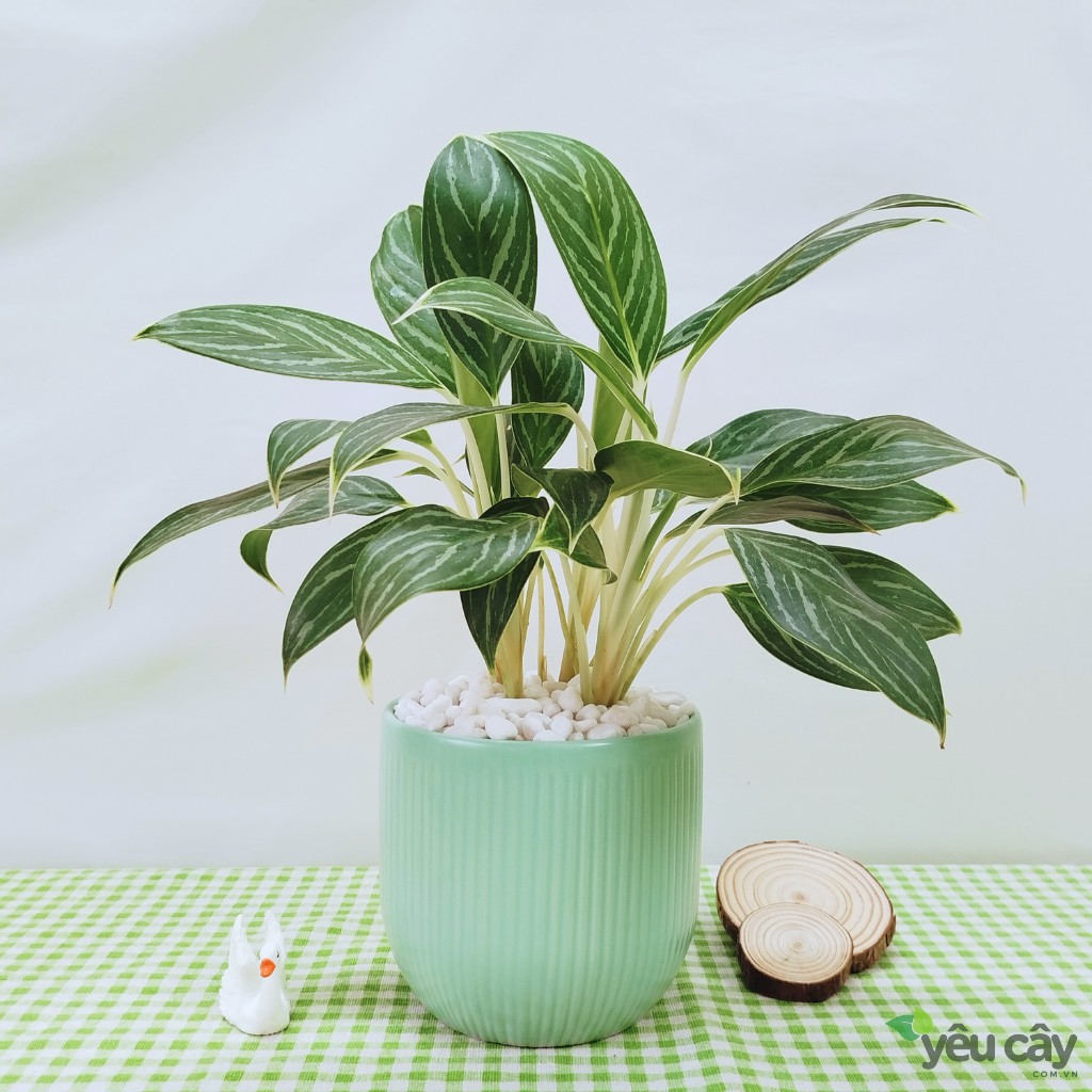 https://yeucay.com.vn/products/cay-bach-ma-hoang-tu