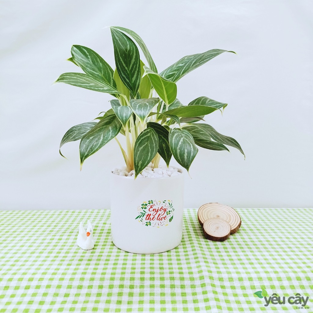 Cây Bạch Mã Hoàng Tử Để Bàn