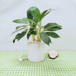 Cây Bạch Mã Hoàng Tử Để Bàn