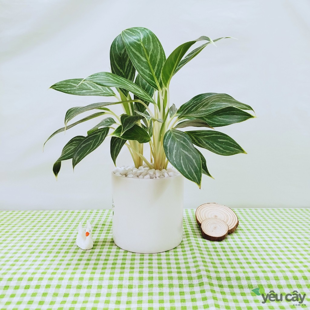 Cây Bạch Mã Hoàng Tử Để Bàn