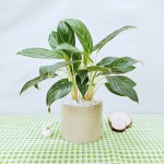 Cây Bạch Mã Hoàng Tử Để Bàn