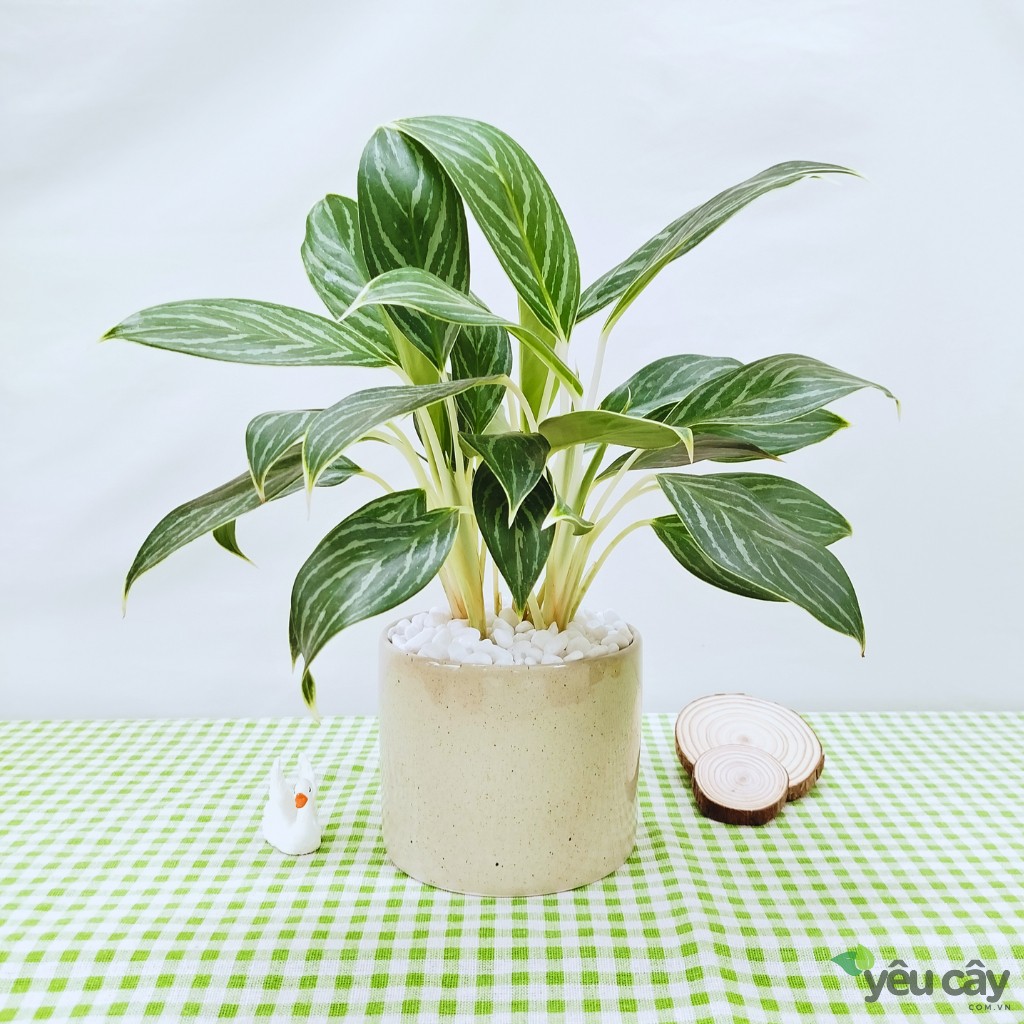 Cây Bạch Mã Hoàng Tử Để Bàn