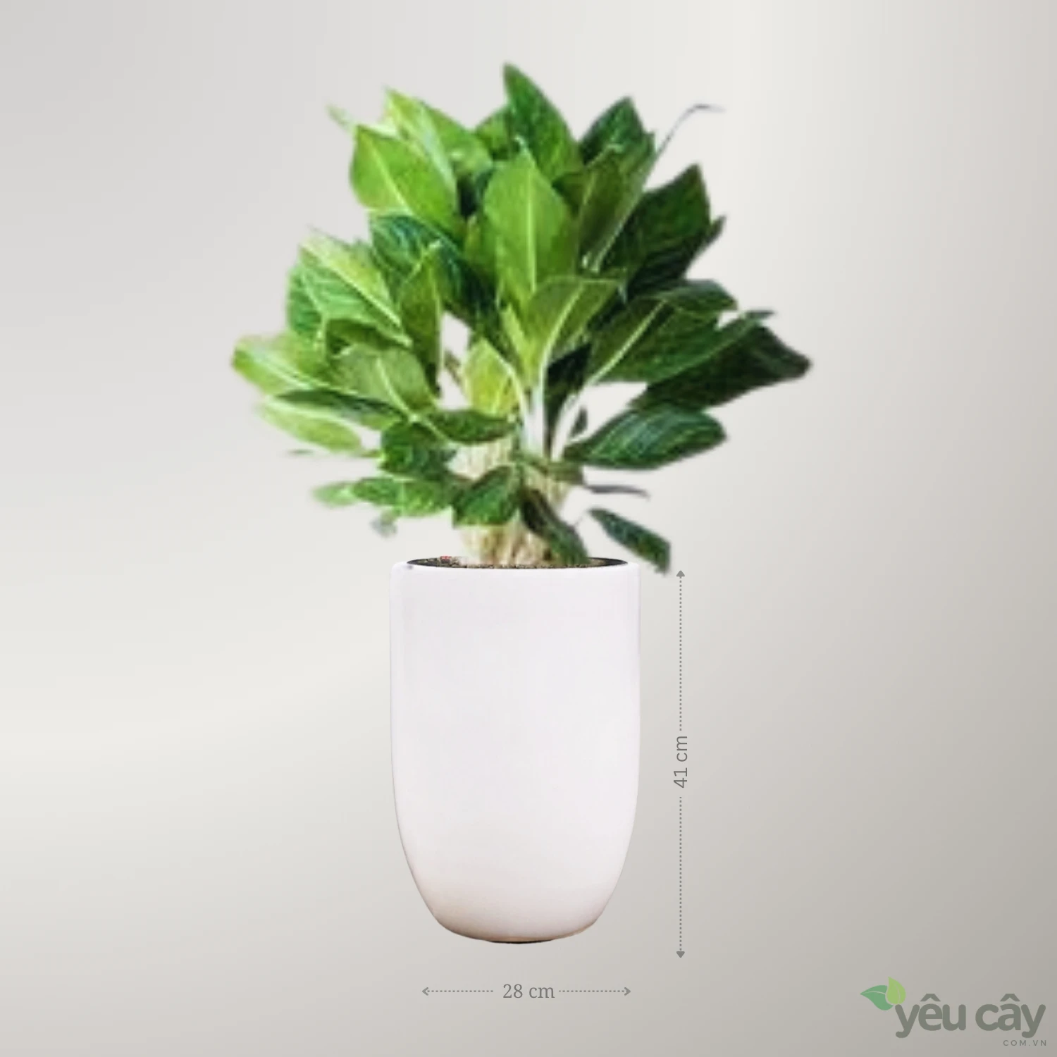 https://yeucay.com.vn/products/cay-bach-ma-hoang-tu-m2