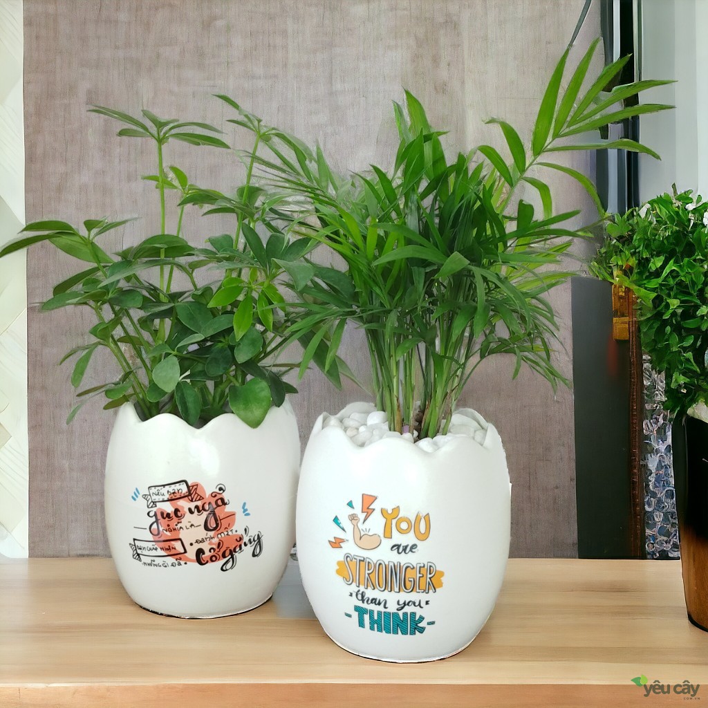 Chậu Sứ Hình Quả Trứng