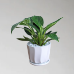 Cây Trầu Bà Kim Cương (Hoàng Kim)