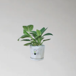 Cây Trầu Bà Kim Cương (Hoàng Kim)