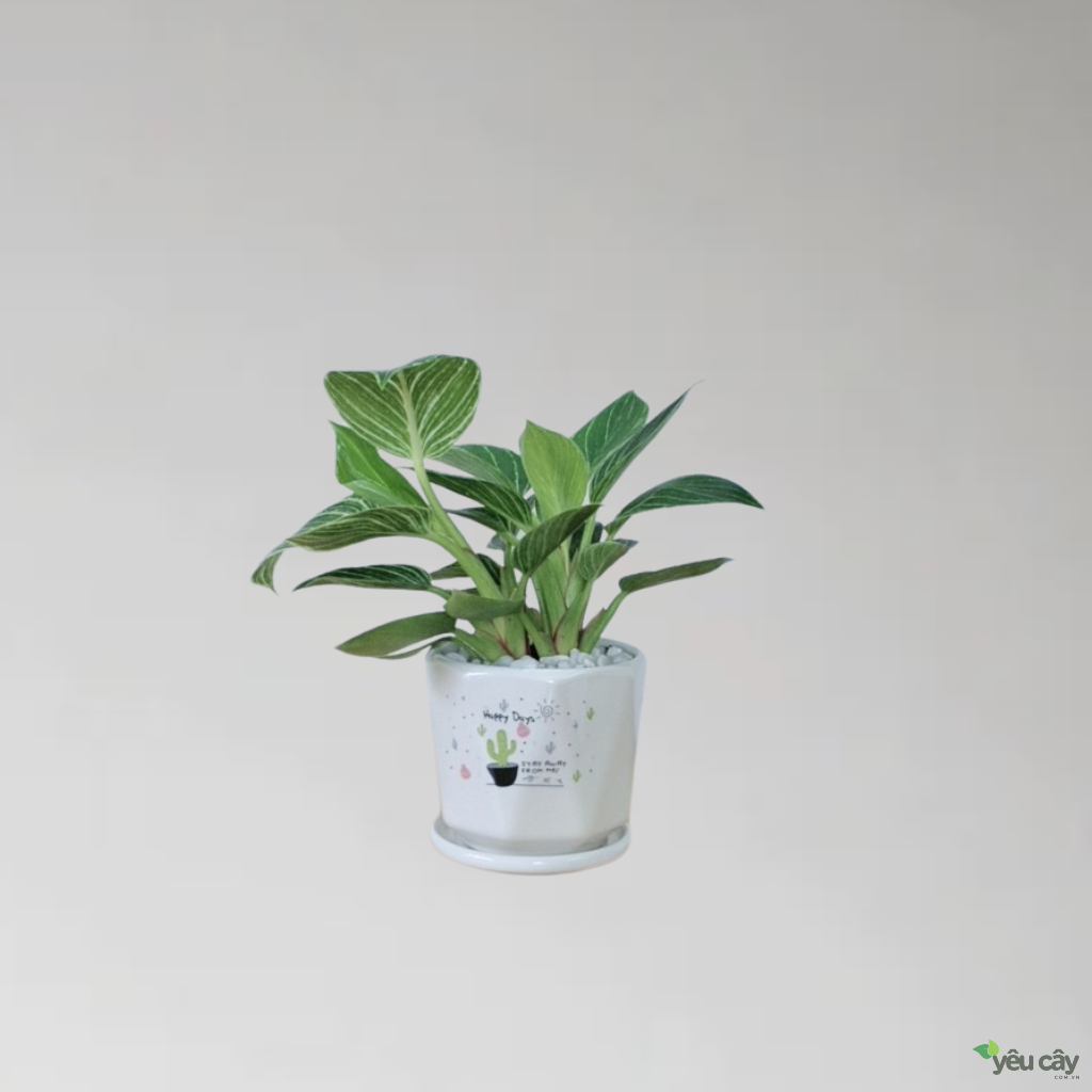 Cây Trầu Bà Kim Cương (Hoàng Kim)