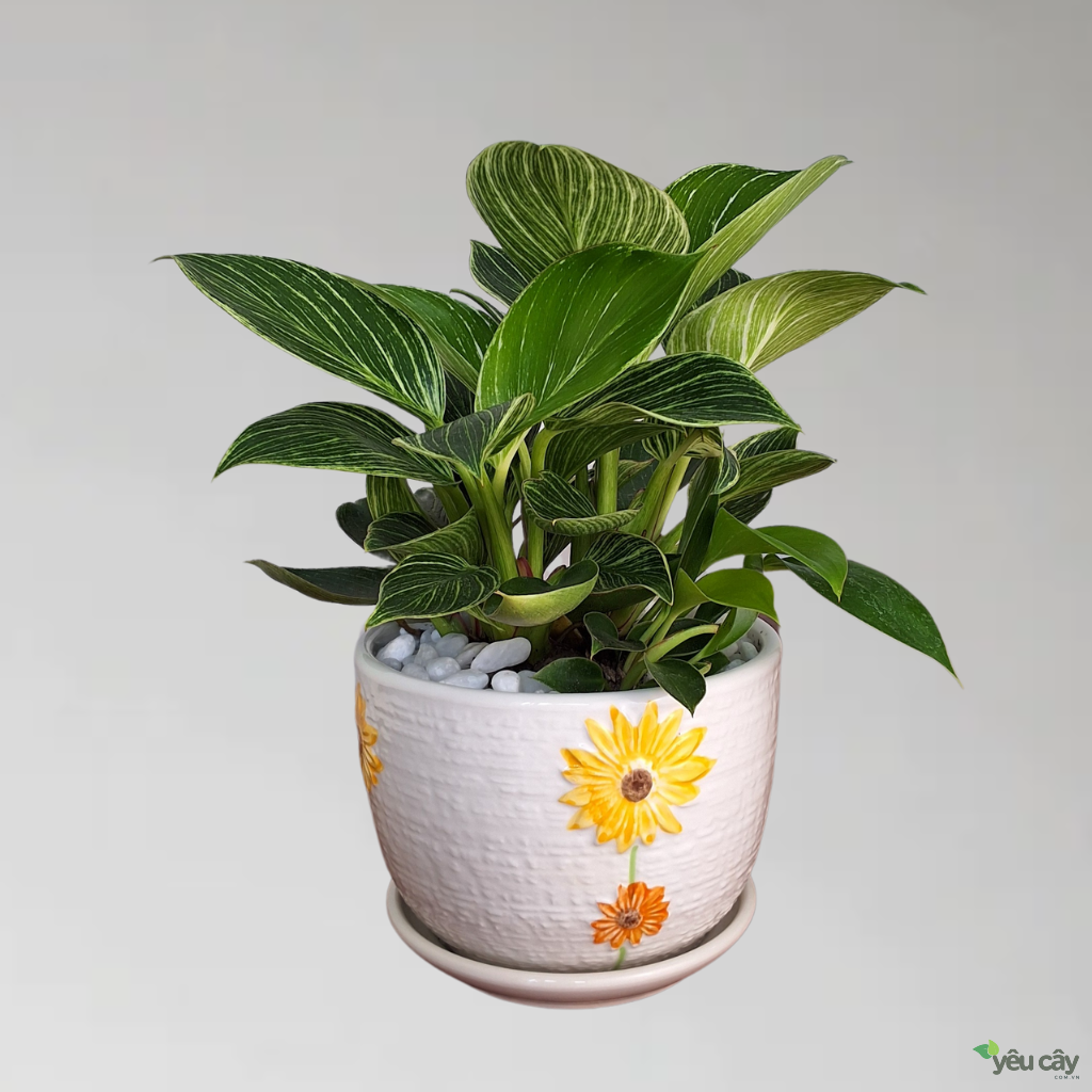 Cây Trầu Bà Kim Cương (Hoàng Kim)