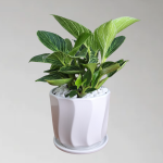 Cây Trầu Bà Kim Cương (Hoàng Kim)