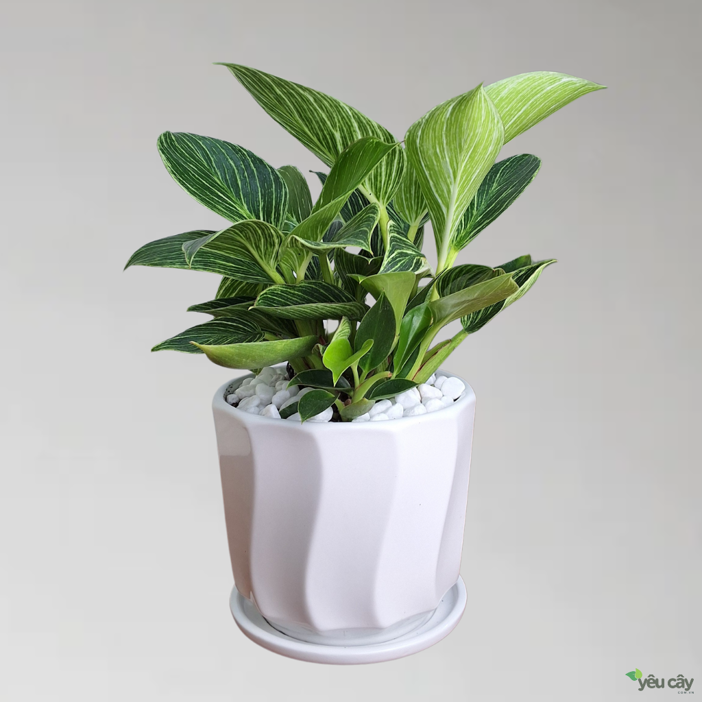 Cây Trầu Bà Kim Cương (Hoàng Kim)